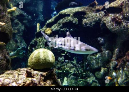 A blacktip shark at the Shark Reef Aquarium at Mandalay Bay Resort and Casino on the Las Vegas Strip, located on Sin City Boulevard. Stock Photo