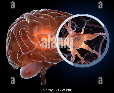 Neurons also known as nerve cells. Neurons transmit information between different parts of the brain and between the brain and the rest of the nervous Stock Photo