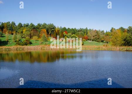 Reflections in Marshall's Lake in autumn at Bedgebury National Pinetum and Forest, Goudhurst, Kent, England, UK, Britain. Stock Photo