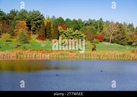 Reflections in Marshall's Lake in autumn at Bedgebury National Pinetum and Forest, Goudhurst, Kent, England, UK, Britain. Stock Photo