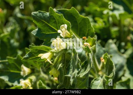 Hyoscyamus albus, White Henbane Plant Stock Photo