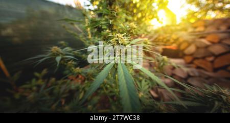 Medicinal marijuana against a white background. Black grinder open with Keef  and Keef scraper Stock Photo - Alamy