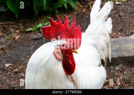 Leghorn chicken  (Gallus gallus domesticus) Leghorns are good layers of white eggs. Stock Photo