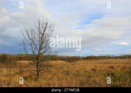 Landscape with tree without leaves on autumn meadow in forest Stock Photo