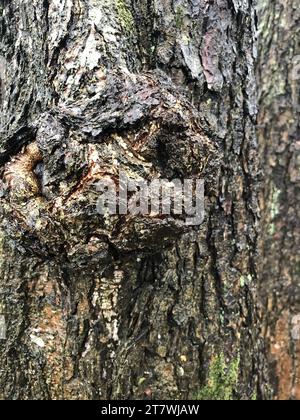 burl growth on a tree trunk with, rough texture, abstract background Stock Photo