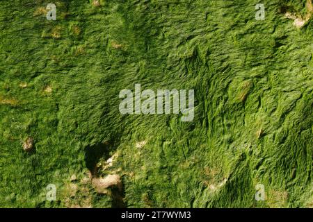 algae habitat in green colours on beach Stock Photo