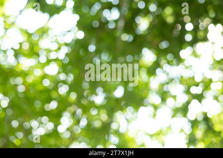 Abstract green bright bokeh Space background Magic concept Light effect Stock Photo