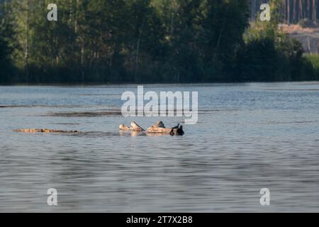 Blue river on sunny day. Wild lake water with wildlife birds and tree trunk, blurred background Stock Photo