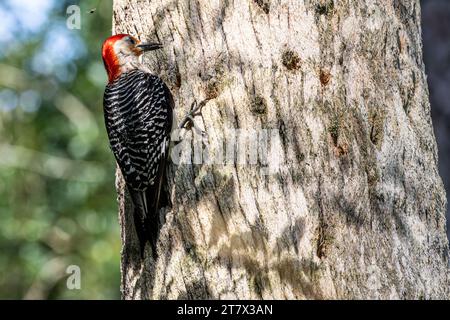 Red-bellied woodpecker (Melanerpes carolinus) on a palm tree in Ponte Vedra Beach, Florida. (USA) Stock Photo
