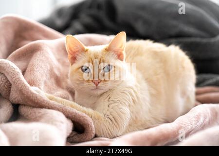 Flame Point Siamese White Cat Cuddled on Pink Blanket Stock Photo