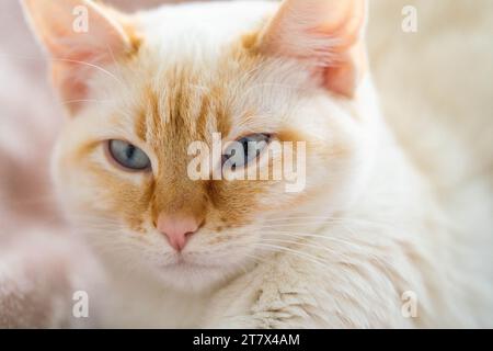 Flame Point Siamese White Cat Cuddled on Pink Blanket Stock Photo