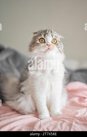 Domestic Cat,Feline,Cute,Animal,Fluffy,Kitten,Scottish Fold Stock Photo