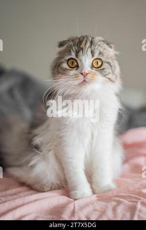 Domestic Cat,Feline,Cute,Animal,Fluffy,Kitten,Scottish Fold Stock Photo