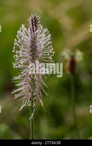 Hoary plantain (Plantago media) growing in the meadows Stock Photo