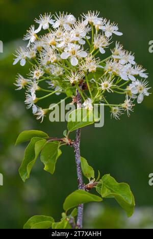 Mahaleb cherry (Prunus mahaleb), perfumed cherry, St Lucie cherry in full bloom Stock Photo