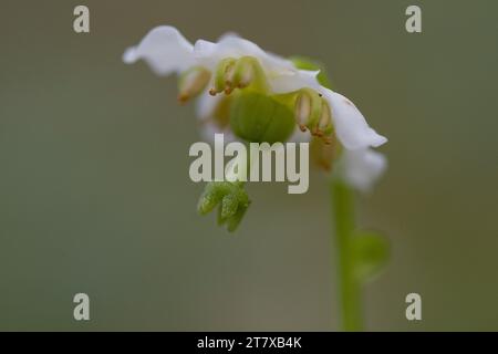 One-flowered Wintergreen (Moneses uniflora), woodnymph, single delight Stock Photo