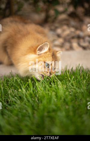 Orange Kitten Eating the Grass Lawn Stock Photo
