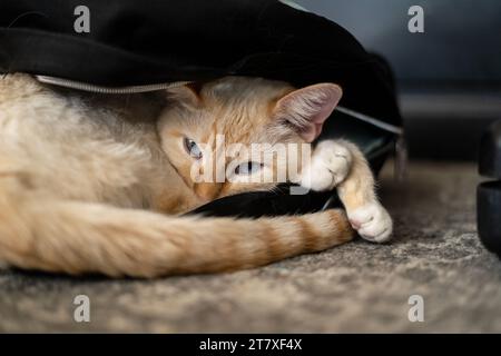 White Cat Sleeping in Backpack Close Up Eyes Open Stock Photo