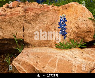 Texas Bluebonnet (Lupinus texensis) growing out of a rock crevice in the Texas Hill Country. Stock Photo