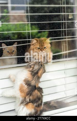 Three Naughty Cats Playing in Window Blinds Stock Photo