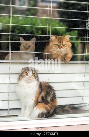Adorable Weird Funny Cats Watching and Judging You Through Window Stock Photo