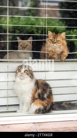Adorable Weird Funny Cats Watching and Judging You Through Window Stock Photo
