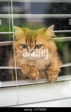 Orange Flat Face Cat Peeking Through Blinds Watching Outside House Stock Photo