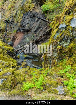 Cascades on Tanner Creek Along The Wahclella Falls Trail, Columbia River Gorge, Oregon, USA Stock Photo