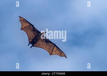 Common tube-nosed fruit bats (Nyctimene albiventer), in the air over Pulau Panaki, Raja Ampat, Indonesia, Southeast Asia, Asia Stock Photo