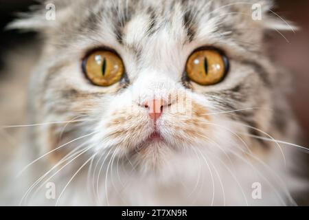 Flat Face Cat Nose Snout Tiny Nostrils Scottish Fold Pet Stock Photo