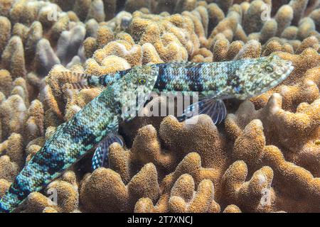 A pair of adult variegated lizardfish (Synodus variegatus), off Bangka Island, near Manado, Sulawesi, Indonesia, Southeast Asia, Asia Stock Photo