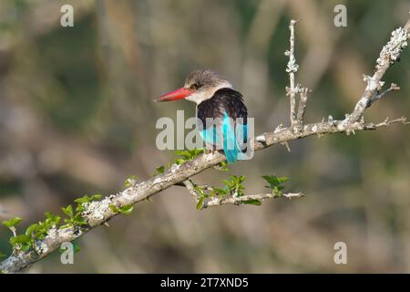 Brown-hooded kingfisher (Halcyon albiventris) on a branch, Kwazulu Natal Province, South Africa, Africa Stock Photo