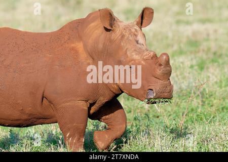 White rhinoceros (white rhino) (square-lipped rhinoceros) (Ceratotherium simum) covered with red soil, Kwazulu Natal Province, South Africa, Africa Stock Photo