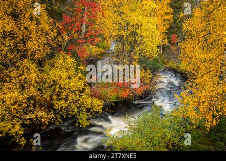 Silver birch (Betula pendula) and Rowan (Sorbus aucuparia) and stream, autumn colour, Muonio, Lapland, Finland, Europe Stock Photo