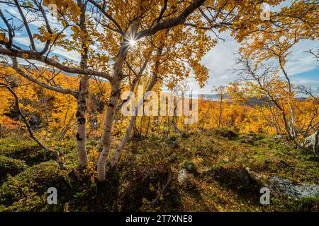 Silver birch (Betula pendula) on fell top, Kilpisjarvi, Lapland, Finland, Europe Stock Photo