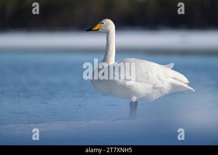Whooper swan (Cygnus cygnus) standing on edge of partially frozen lake, Finland, Europe Stock Photo