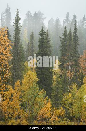 Silver birch and pine trees in mist, Taiga forest, autumn colour, Finland, Europe Stock Photo