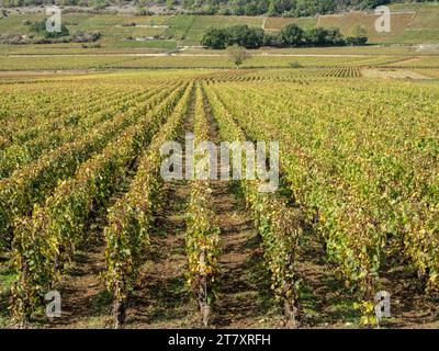 Puligny Montrachet vineyards, Route des Grands Crus, Cote d'Or, Burgundy, France, Europe Stock Photo