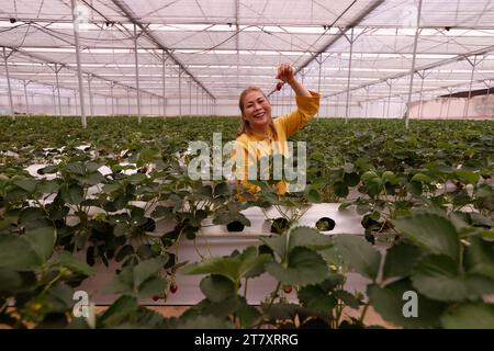 Strawberry row in a greenhouse, Organic hydroponic vegetable farm, Dalat, Vietnam, Indochina, Southeast Asia, Asia Stock Photo