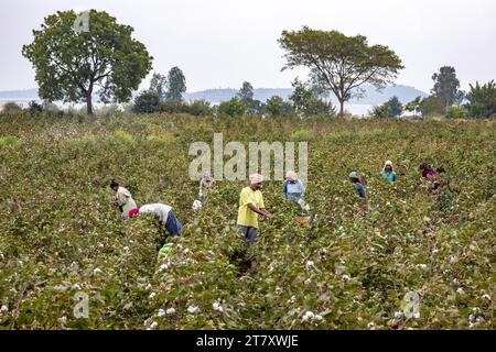 A Cotton field in Gujarat, India Stock Photo - Alamy