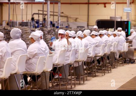 Women at work, Pinhais, one of the oldest canned fish industry, Matosinhos, Portugal, Europe Stock Photo