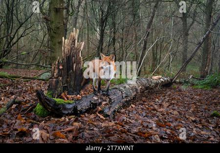 Red fox (Vulpes vulpes) standing on fallen tree in coppice woodland, United Kingdom, Europe Stock Photo