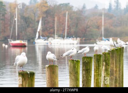 Seagulls sitting on jetty posts on a misty autumn morning at Windermere, Ambleside, Lake District National Park,  Cumbria, England Stock Photo