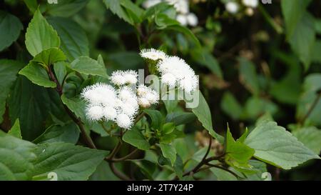 White flowers of Ageratina adenophora also known as Maui pamakani, Mexican devil, Sticky snakeroot, Catweed, Crofton weed, Catspaw, White Thoroughwort Stock Photo