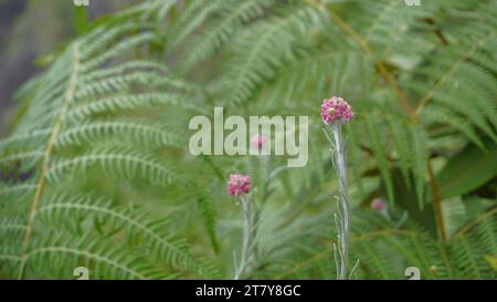 Mountain Everlasting or Cat´s foot (Antennaria dioica Stock Photo - Alamy