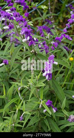 Closeup of beautiful flowers of Salvia leucantha also known as Mexican bush, Velvet, Texas Sage etc Stock Photo