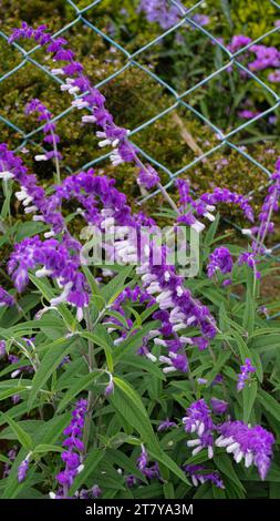 Closeup of beautiful flowers of Salvia leucantha also known as Mexican bush, Velvet, Texas Sage etc Stock Photo