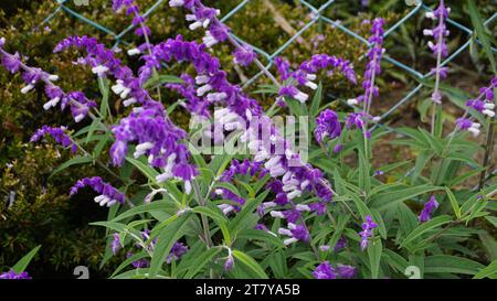 Closeup of beautiful flowers of Salvia leucantha also known as Mexican bush, Velvet, Texas Sage etc Stock Photo