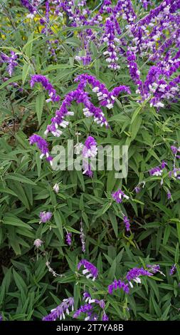 Closeup of beautiful flowers of Salvia leucantha also known as Mexican bush, Velvet, Texas Sage etc Stock Photo