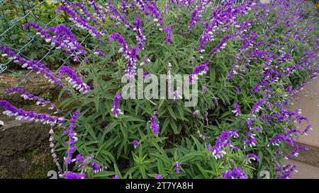 Closeup of beautiful flowers of Salvia leucantha also known as Mexican bush, Velvet, Texas Sage etc Stock Photo